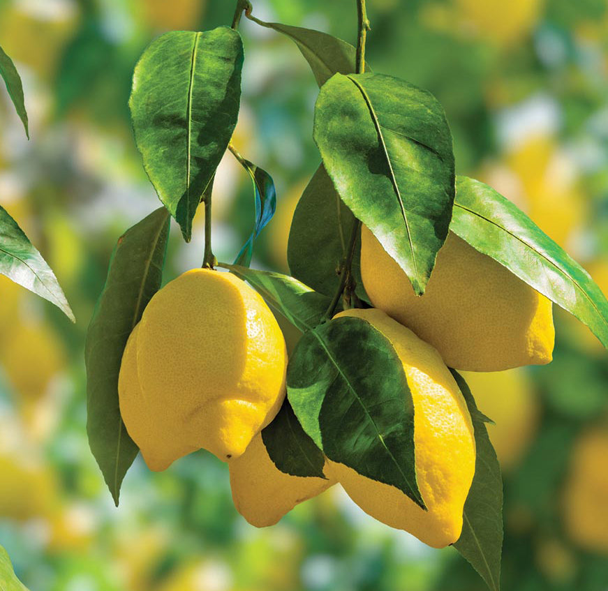 ROOM & LINEN SPRAY Lemon Fusion